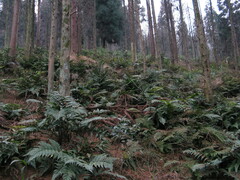 Dryopteris erythrosora