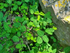 Trifolium repens
