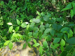 Halleria lucida