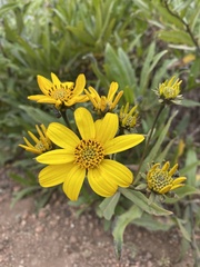 Flourensia thurifera