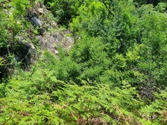 Cassinopsis ilicifolia