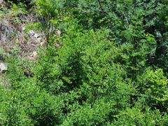 Cassinopsis ilicifolia