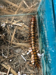 Scolopendra subspinipes