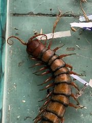 Scolopendra subspinipes