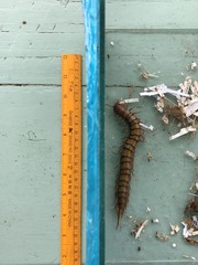 Scolopendra subspinipes