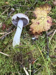 Cortinarius lucorum