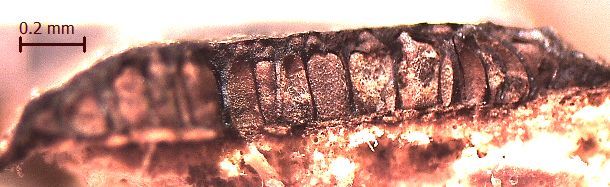 Biscogniauxia capnodes var. rumpens image