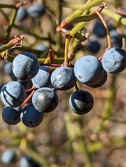Smilax rotundifolia