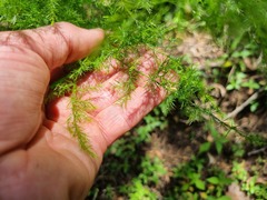 Asparagus