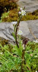 Cardamine bellidifolia