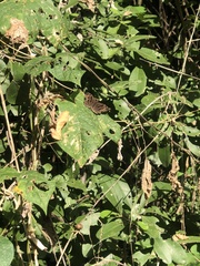 Antigonus funebris