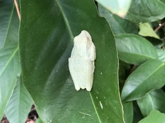 Boana platanera