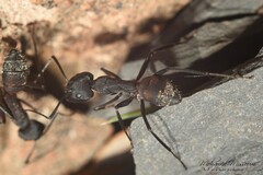 Camponotus cruentatus