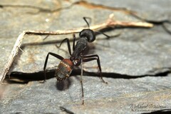 Camponotus cruentatus