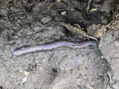 Oligochaeta