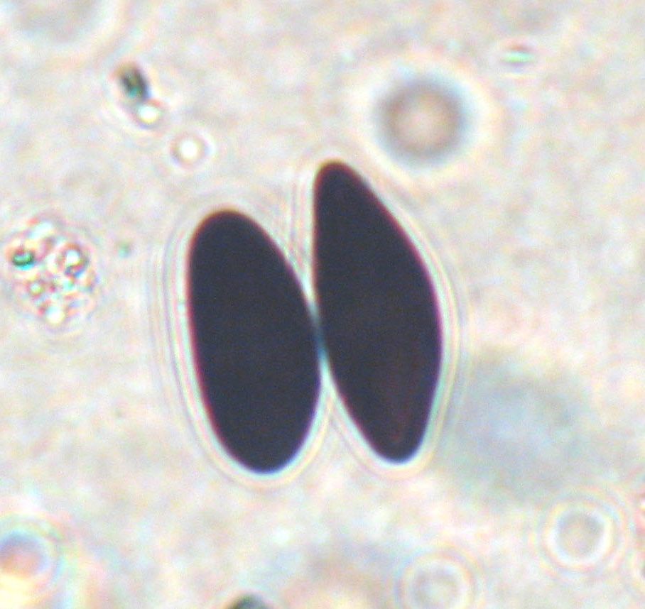 Biscogniauxia image