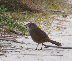 Dasyornis brachypterus