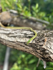 Leptophis mexicanus
