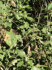 Antigonus funebris