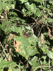Antigonus funebris