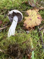 Cortinarius lucorum