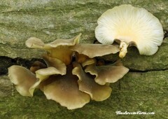 Hohenbuehelia grisea