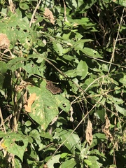 Antigonus funebris