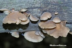 Hohenbuehelia grisea