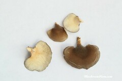 Hohenbuehelia grisea