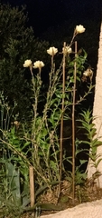 Oenothera