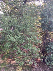 Prunus ilicifolia