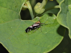 Delphax crassicornis
