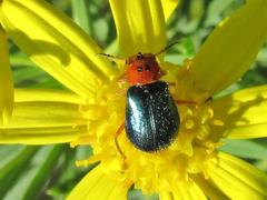 Ascolhedybius hirtus