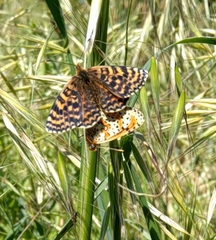 Melitaea