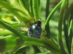 Ascolhedybius hirtus