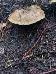 Suillus caerulescens
