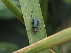 Oedemera