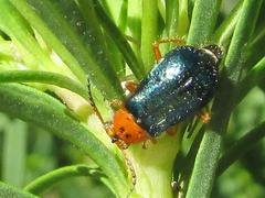 Ascolhedybius hirtus