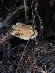 Suillus caerulescens