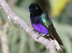 Boissonneaua jardini