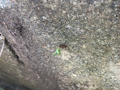 Acromyrmex octospinosus