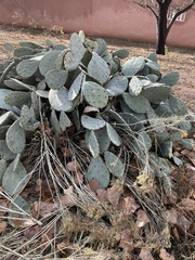 Opuntia orbiculata