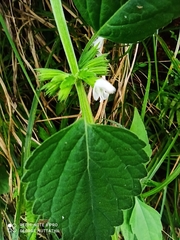 Leucas