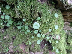 Umbilicus rupestris