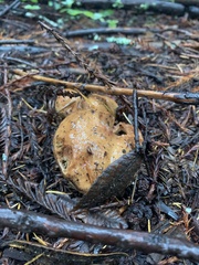 Suillus caerulescens