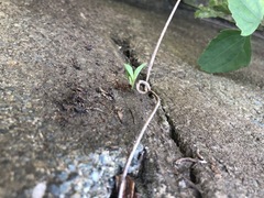 Acromyrmex octospinosus