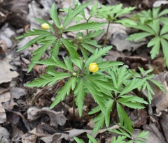 Anemonoides ranunculoides
