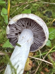 Cortinarius lucorum