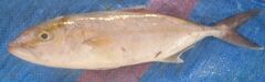 Seriola