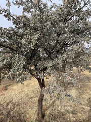 Quercus grisea